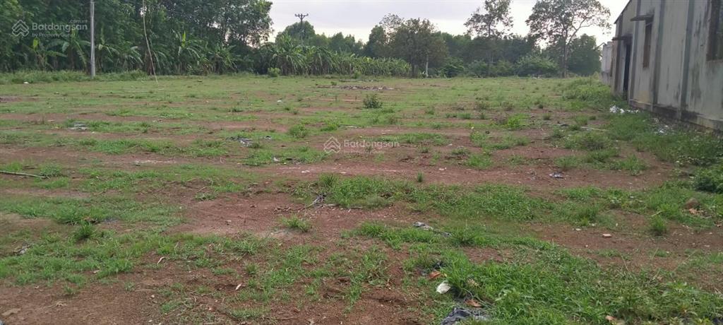 Cần bán 17.000m2 đất nông nghiệp ( đất trồng cây lâu năm )