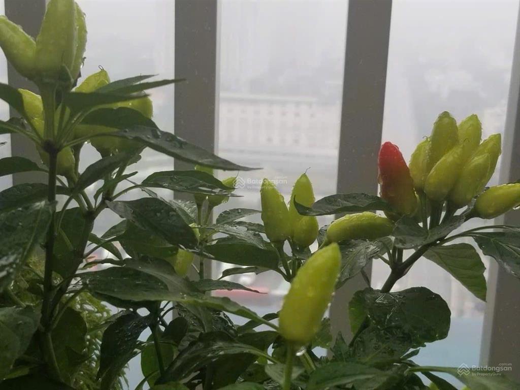 Cho thuê một số căn penthouse sky 9. thiết kế duplex gồm 3pn, 2 wc có sân vườn full nội thất