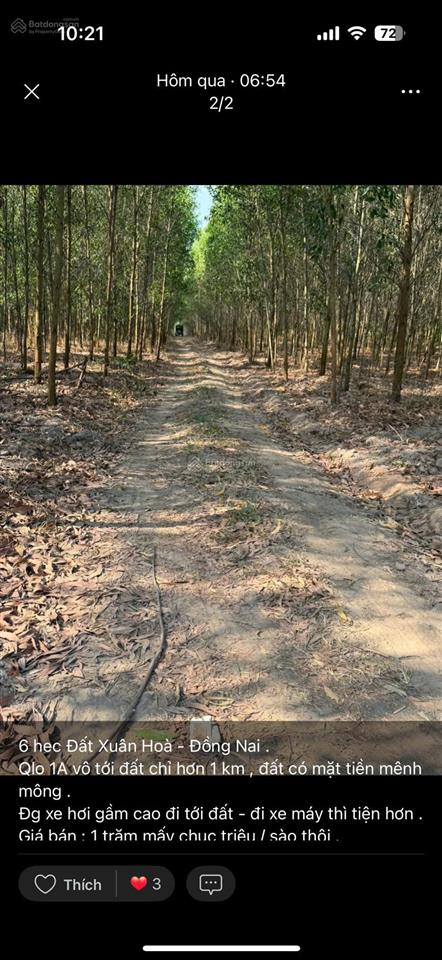 Chủ gộp cần bán , 6 ha đất trồng tràm tại xã xuân hoà. giá rẻ