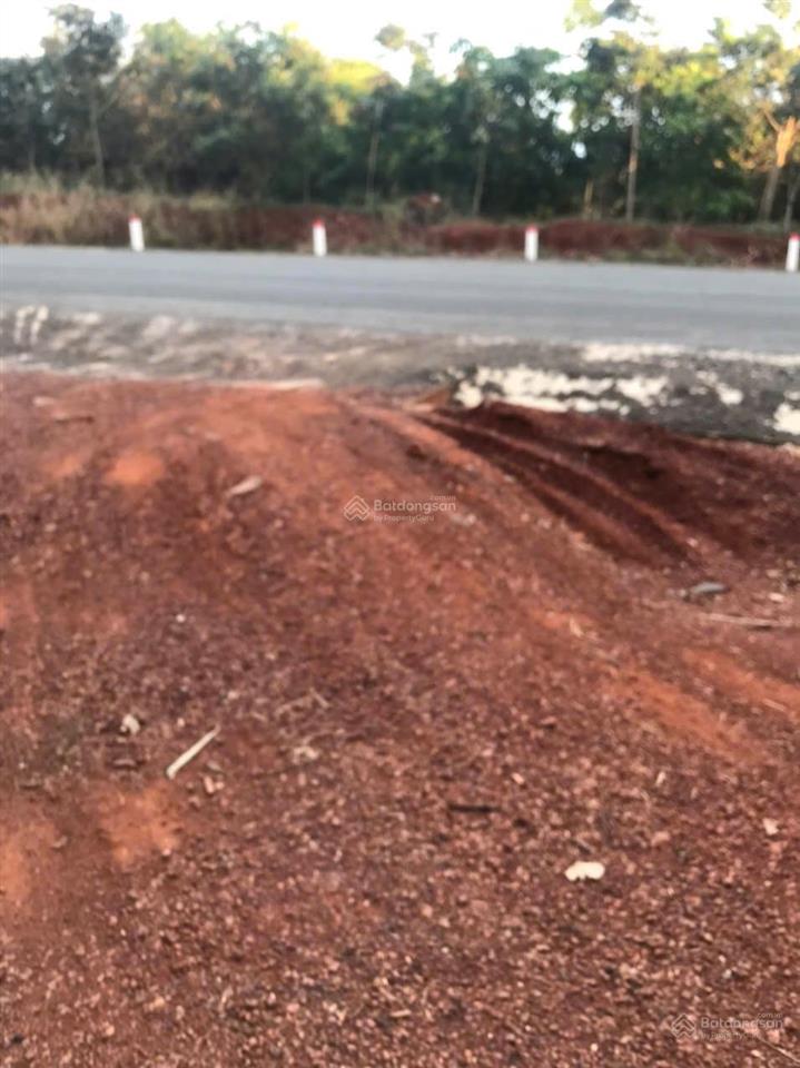 Cần bán 2.3 ha đất trồng điều đang thu hoạch, đang cho thuê 45tr/năm