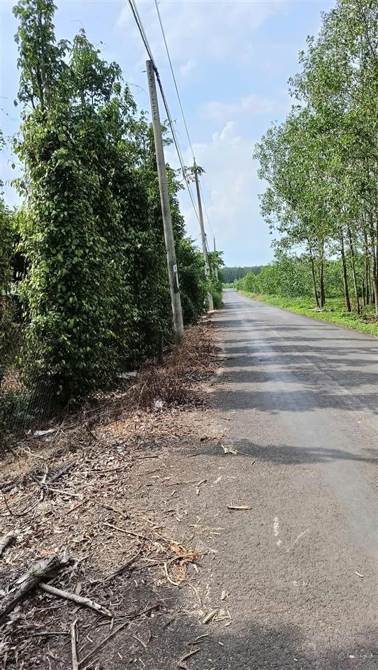 Cần bán vườn tiêu cầu 3, hòa hội, xuyên mộc