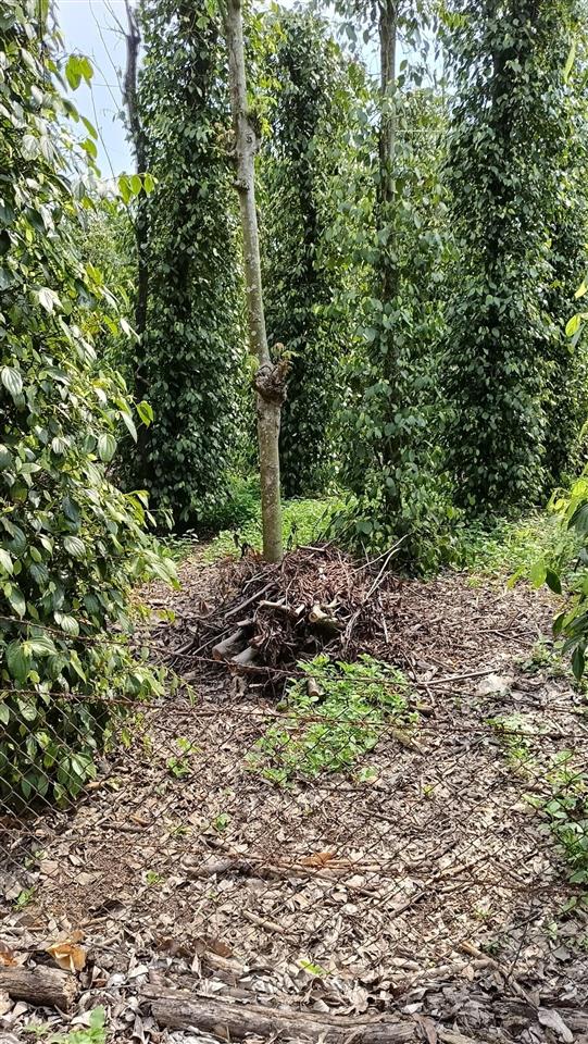 Cần bán vườn tiêu cầu 3, hòa hội, xuyên mộc