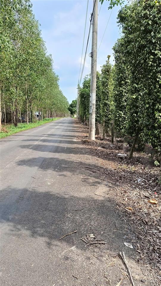 Cần bán vườn tiêu cầu 3, hòa hội, xuyên mộc