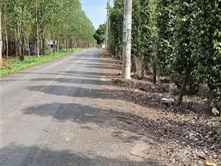 Cần bán vườn tiêu cầu 3, hòa hội, xuyên mộc