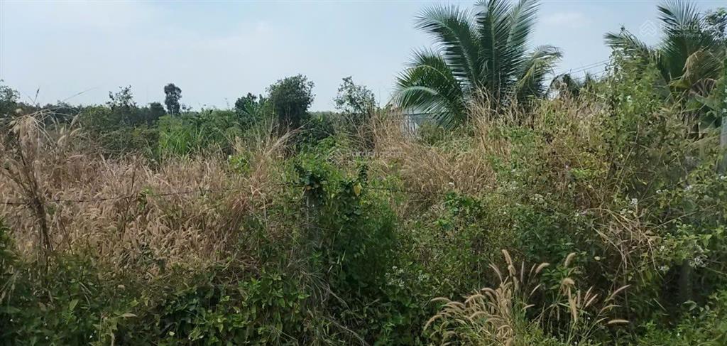 Bán đất diện tích lớn xã phước hiệp, huyện củ chi, tp. hcm