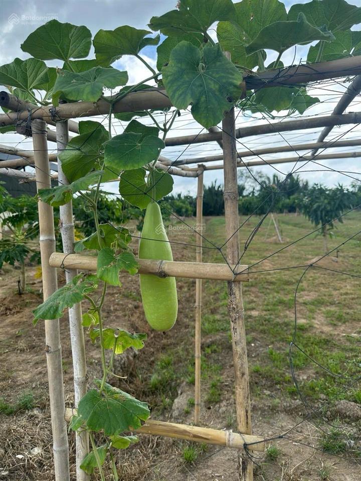 Cho thuê 4ha đất mặt tiền lý nhơn, xã lý nhơn  cần giờ. giá 16tr/tháng