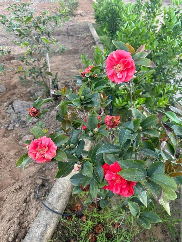 Cho thuê 4ha đất mặt tiền lý nhơn, xã lý nhơn  cần giờ. giá 16tr/tháng