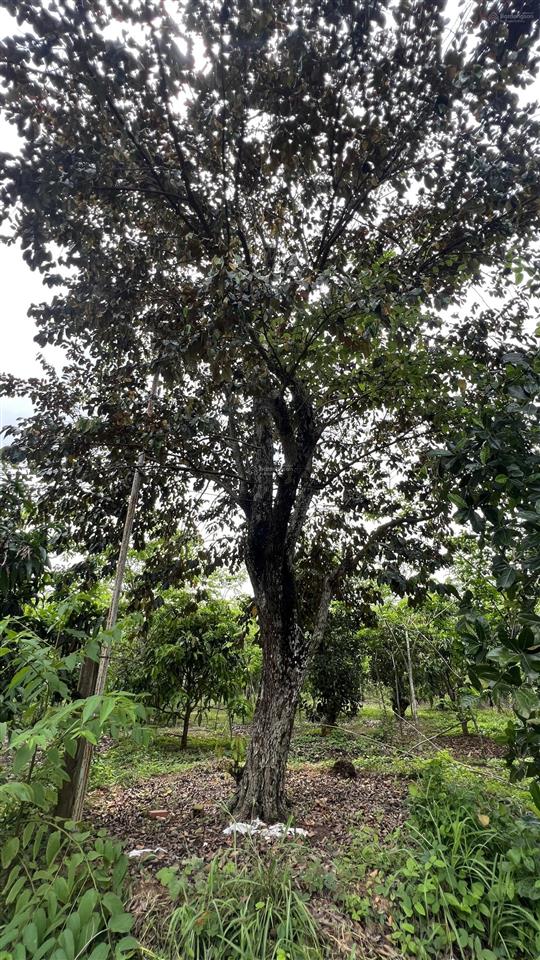 Bán 3.4ha vườn cây ăn trái xã hồ tràm, tp. hcm