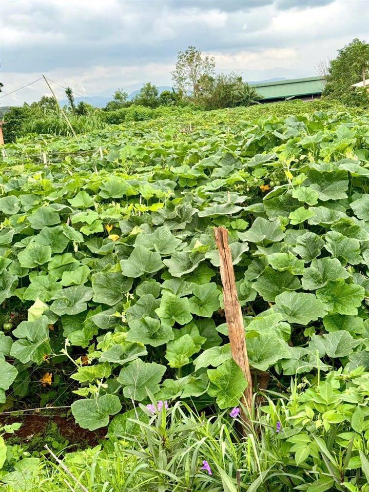 Bán hơn 2.000m2 đất giá siêu rẻ, cách sân bay quốc tế liên khương tầm 3km  đức trọng  lâm đồng