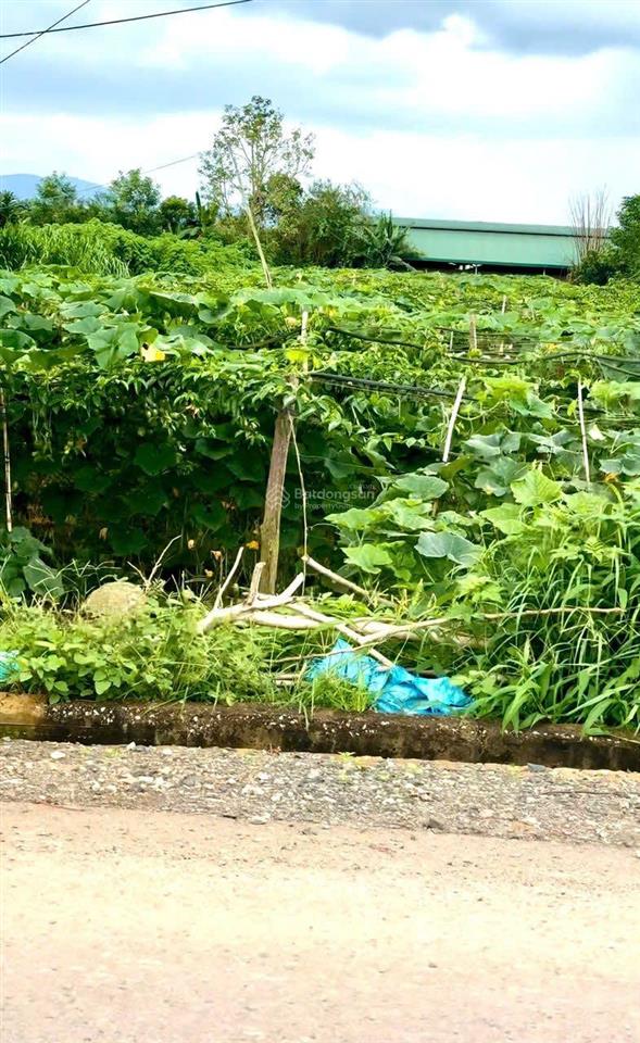 Bán hơn 2.000m2 đất giá siêu rẻ, cách sân bay quốc tế liên khương tầm 3km  đức trọng  lâm đồng
