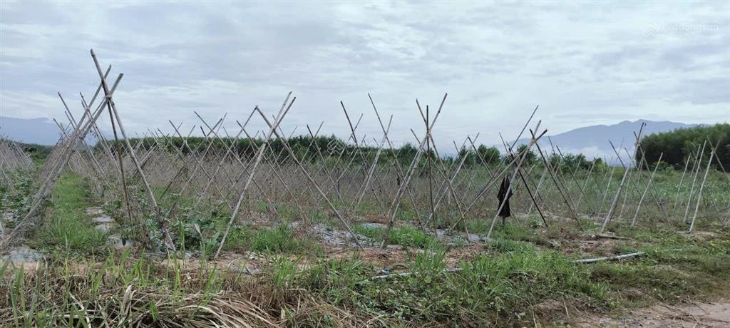 Bán đất cây lâu năm diên xuân, diên khánh chỉ 450 triệu