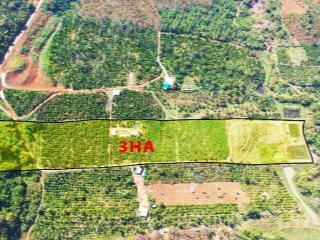 3ha giá rẻ nguồn thu mạnh,gần trung tâm,đất bằng,điện nước đầy đủ