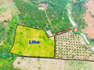 1,6ha bằng như sân bóng giá chỉ 1,8 tỷ tại phường Nam Gia Nghĩa - Rẫy cà phê