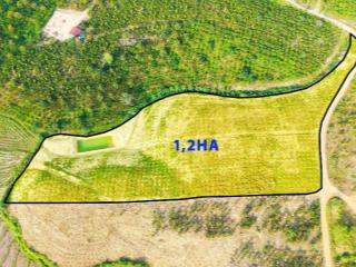 1,2ha rẫy cà phê thả đọt tại phường Đông Gia Nghĩa chỉ 2,2 tỷ
