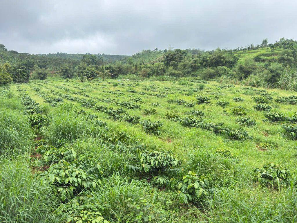 1,2ha view suối lớn, đất bằng, 90% bds là suối, có sẵn nhà, oto gầm thấp vào tận nơi