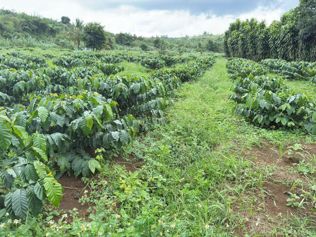 1,2ha view suối lớn, đất bằng, 90% bds là suối, có sẵn nhà, oto gầm thấp vào tận nơi