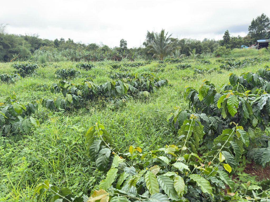 1,2ha view suối lớn, đất bằng, 90% bds là suối, có sẵn nhà, oto gầm thấp vào tận nơi