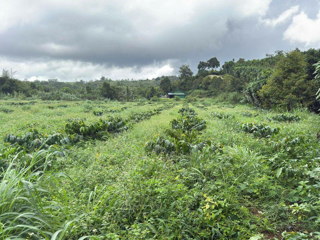 1,2ha view suối lớn, đất bằng, 90% bds là suối, có sẵn nhà, oto gầm thấp vào tận nơi