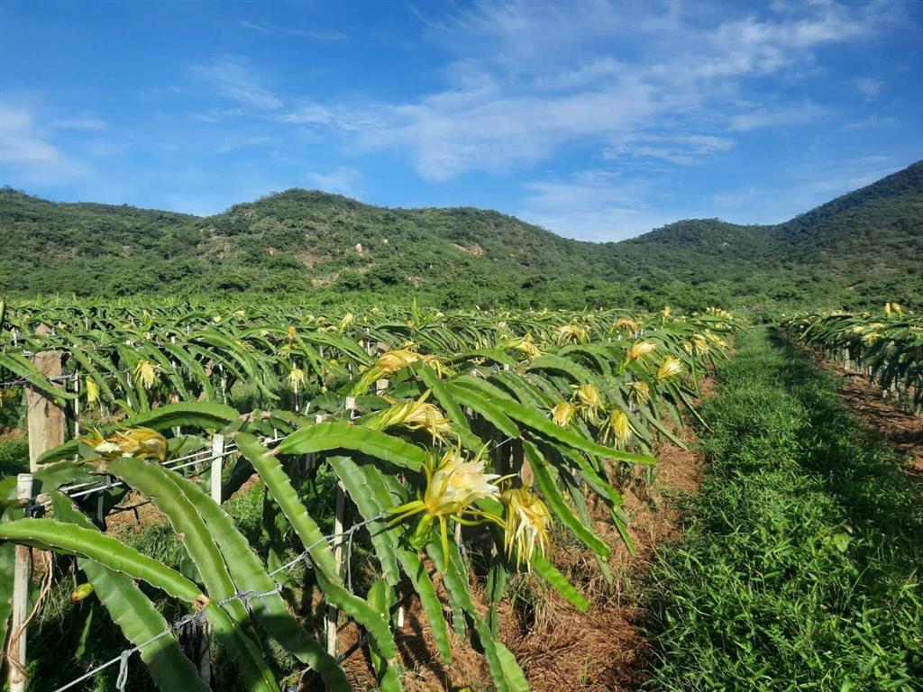 CHÍNH CHỦ BÁN VƯỜN CLN 17,7 Ha tại xã Phú Lạc, Bình Thuận (cũ)