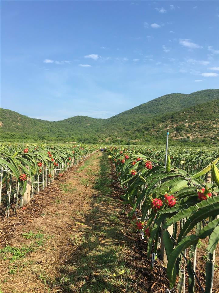 CHÍNH CHỦ BÁN VƯỜN CLN 17,7 Ha tại xã Phú Lạc, Bình Thuận (cũ)