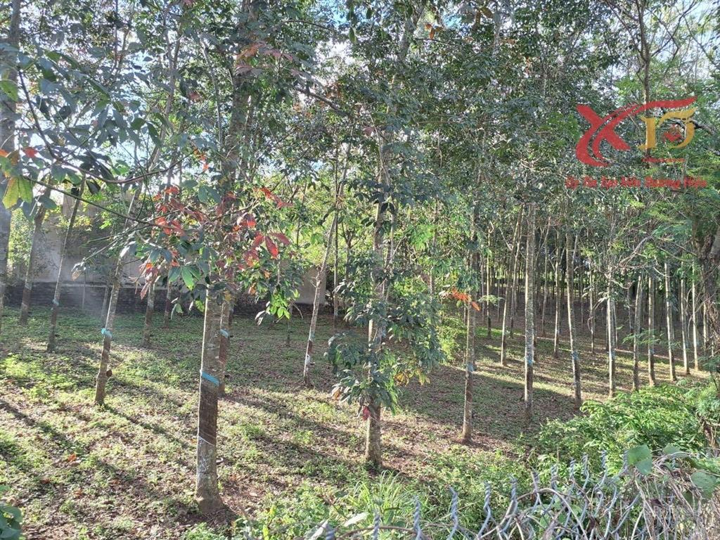 Bán đất mặt tiền đường nhựa ql56 xã xuân mỹ cẩm mỹ 6200m2 chỉ 15 tỷ  0933 725 ***