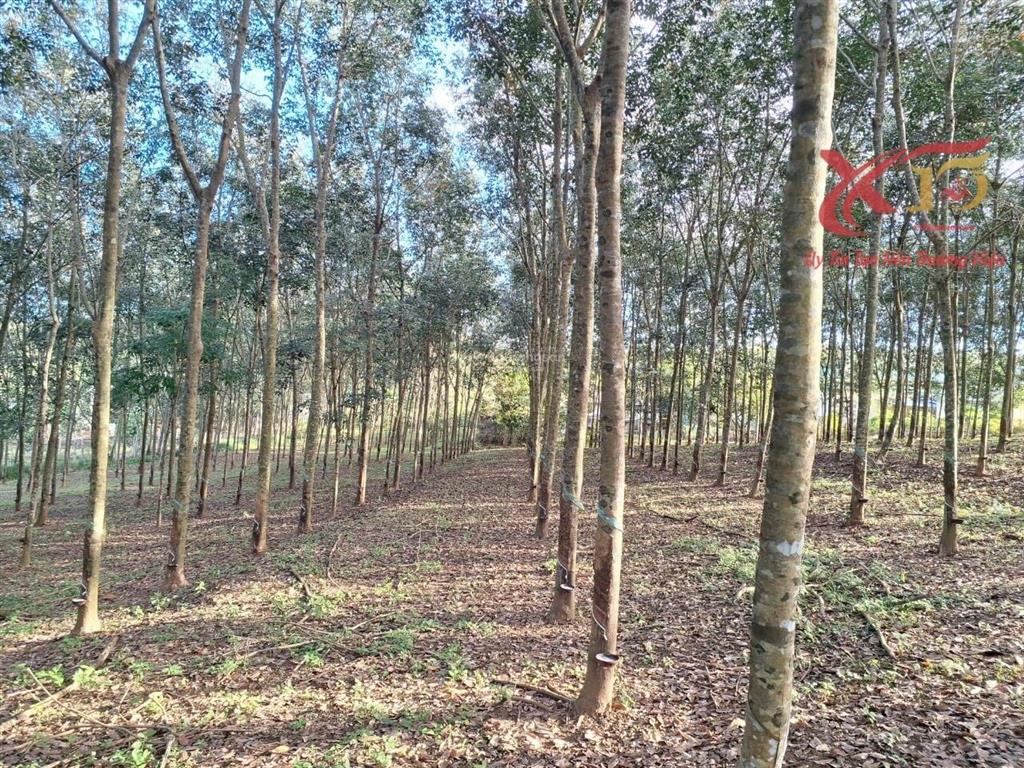 Bán đất mặt tiền đường nhựa ql56 xã xuân mỹ cẩm mỹ 6200m2 chỉ 15 tỷ  0933 725 ***