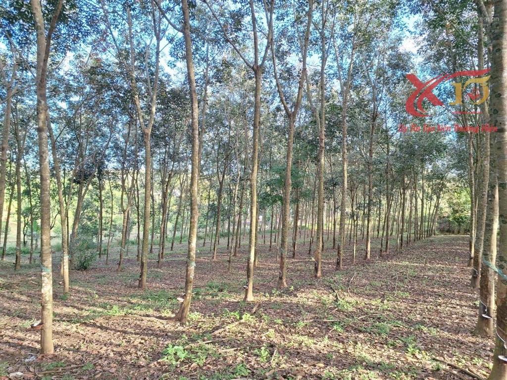 Bán đất mặt tiền đường nhựa ql56 xã xuân mỹ cẩm mỹ 6200m2 chỉ 15 tỷ  0933 725 ***