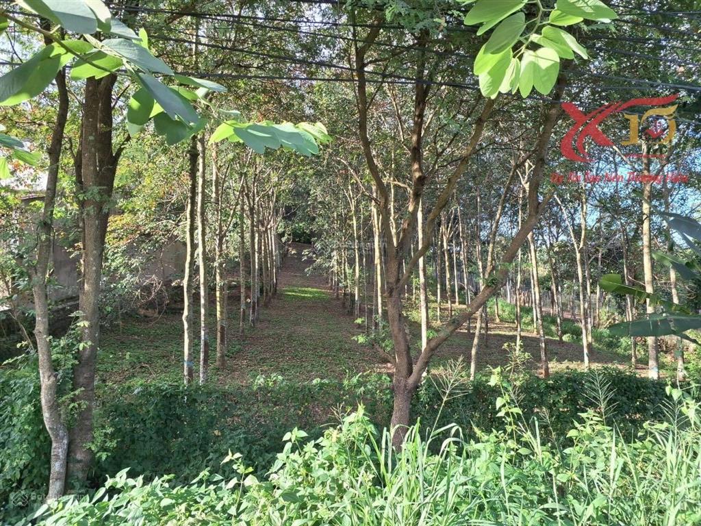 Bán đất mặt tiền đường nhựa ql56 xã xuân mỹ cẩm mỹ 6200m2 chỉ 15 tỷ  0933 725 ***