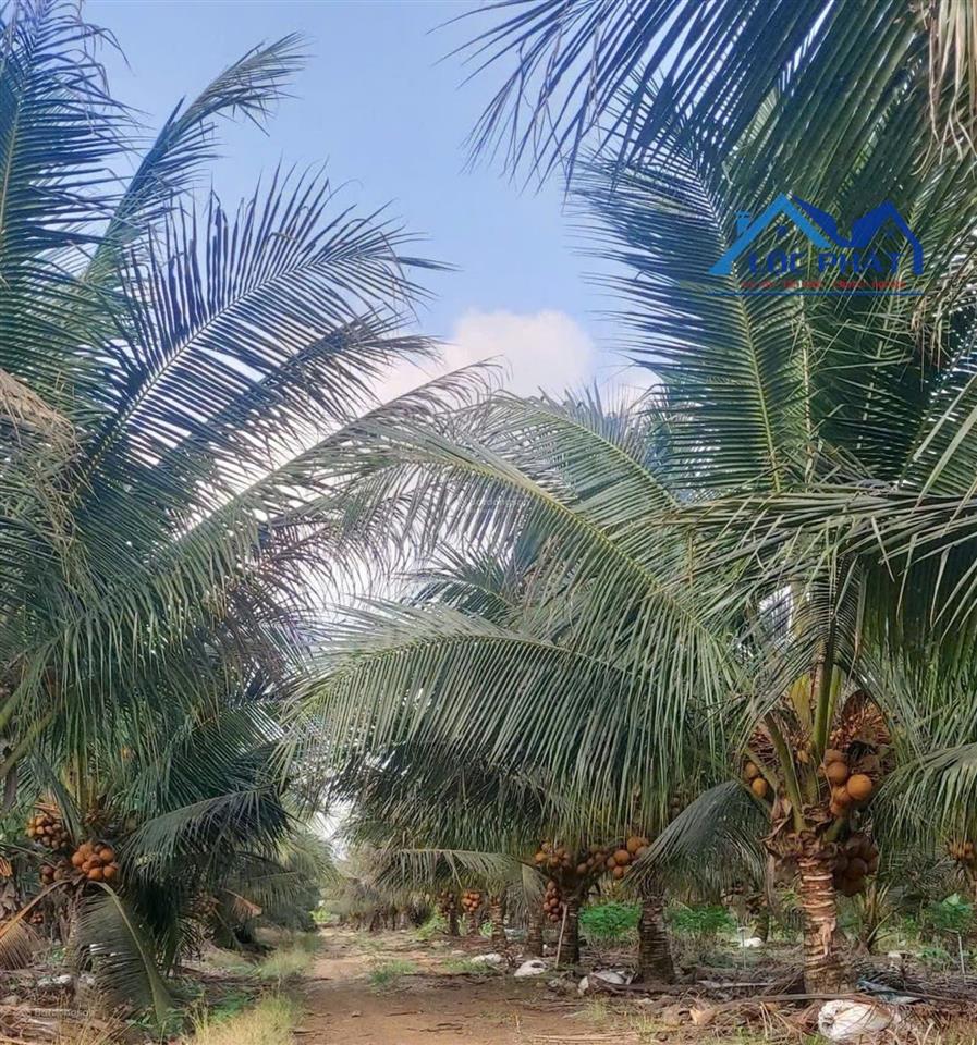 Bán vườn dừa xiêm lửa đang cho thu nhập ổn định tại cẩm mỹ  đồng nai 21000m2 chỉ 9,5 tỷ