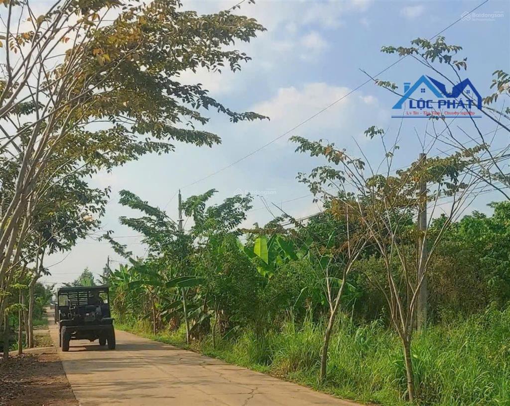 Bán vườn dừa xiêm lửa đang cho thu nhập ổn định tại cẩm mỹ  đồng nai 21000m2 chỉ 9,5 tỷ