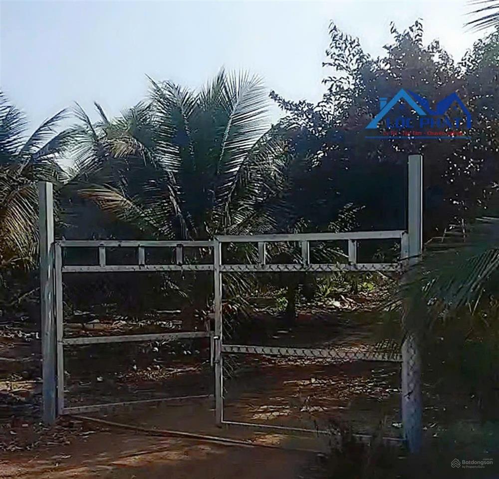 Bán vườn dừa xiêm lửa đang cho thu nhập ổn định tại cẩm mỹ  đồng nai 21000m2 chỉ 9,5 tỷ