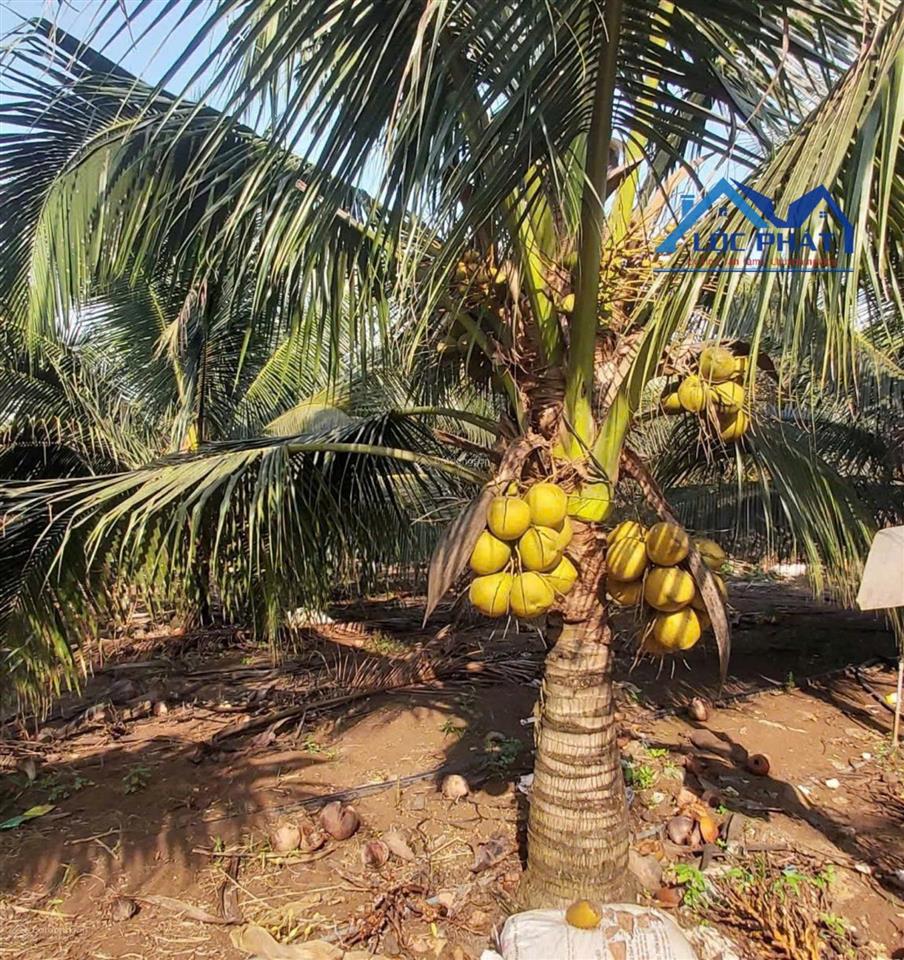 Bán vườn dừa xiêm lửa đang cho thu nhập ổn định tại cẩm mỹ  đồng nai 21000m2 chỉ 9,5 tỷ