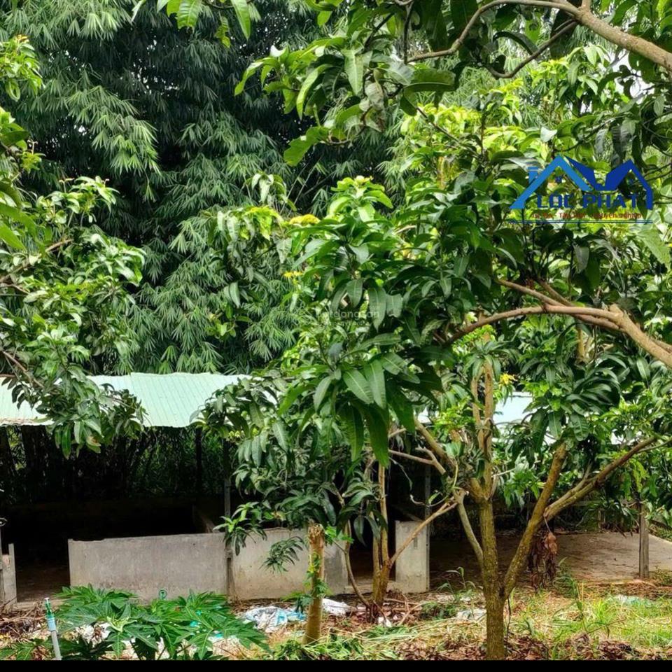 Bán lỗ lô đất vườn xoài diện tích 41.548m2 tại đinh quán tp đồng nai đang giá bán 14,2 tỷ.