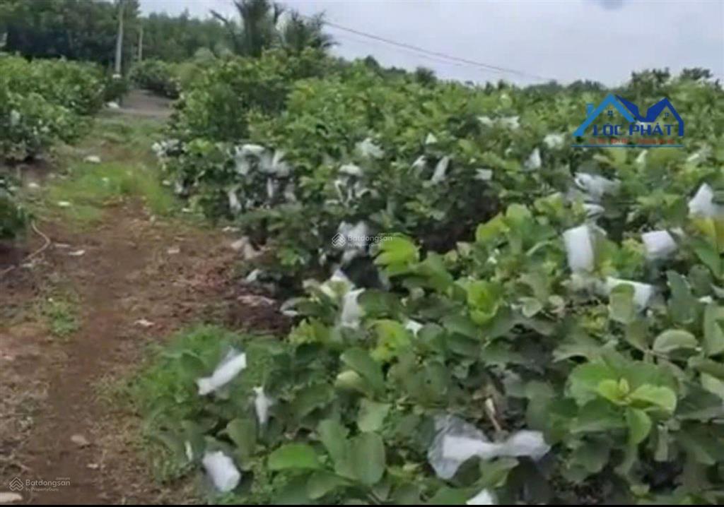 Bán vườn ổi đang cho thu hoạch tại trảng bom đn 18.325m2, giá chỉ 8 tỷ