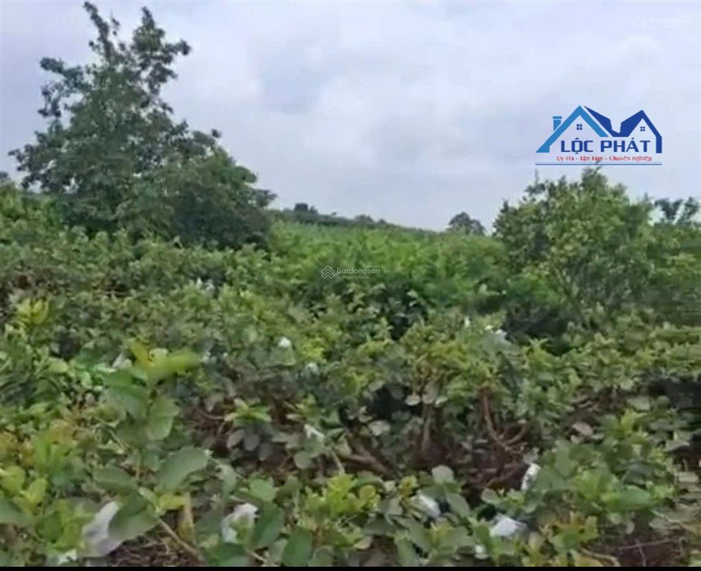Bán vườn ổi đang cho thu hoạch tại trảng bom đn 18.325m2, giá chỉ 8 tỷ