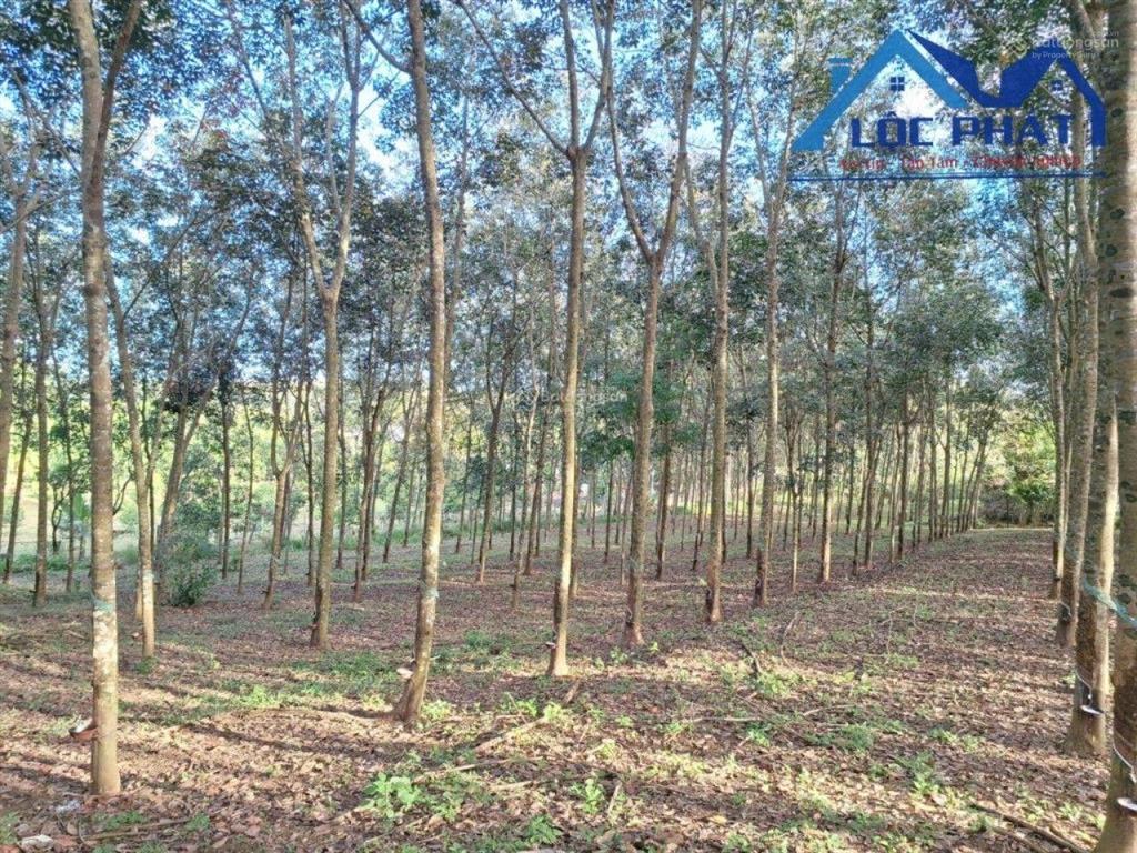 Bán đất mặt tiền đường ql56 xã xuân mỹ, huyện cẩm mỹ, đồng nai 13500m2, giá 45 tỷ