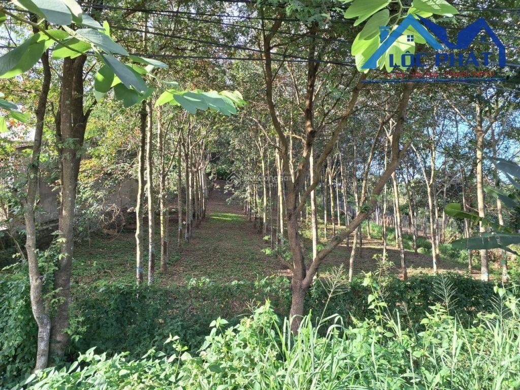 Bán đất mặt tiền đường ql56 xã xuân mỹ, huyện cẩm mỹ, đồng nai 13500m2, giá 45 tỷ