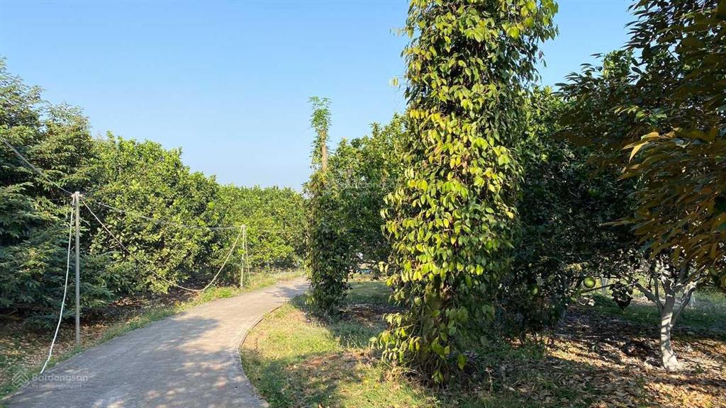 Bán đất vườn xã xuân mỹ huyện cẩm mỹ gần 2,6 ha giá ngộp chỉ 18 tỷ  vương vũ 0933 725 ***