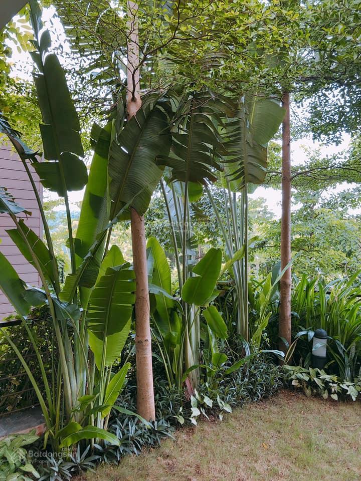 Bán villa nghỉ dưỡng hoàng oanh falmingo đại lải, view vườn hồng cổ sapa, vị trí trung tâm resort