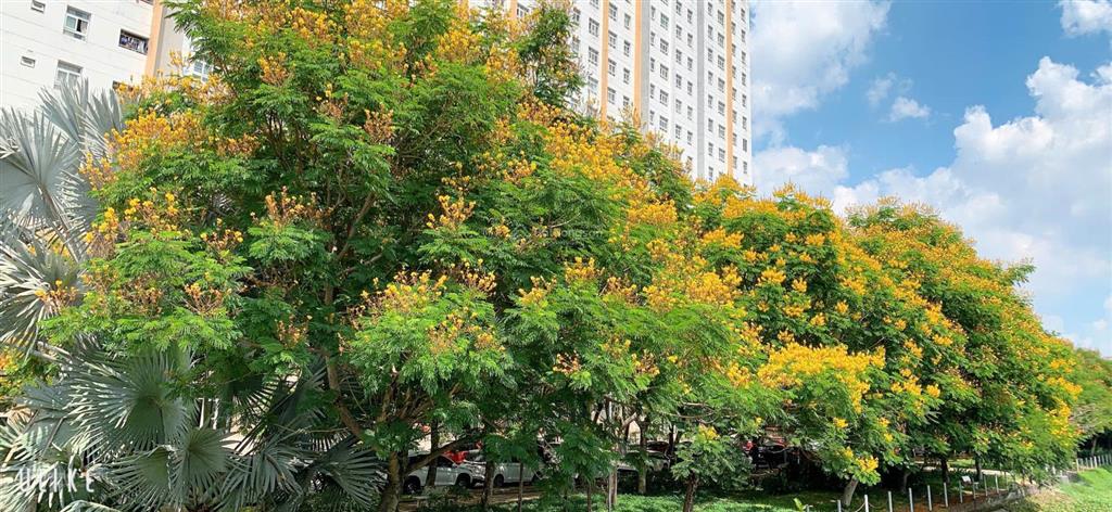 Bán căn hộ chung cư thủ đức giá tốt, chỉ cần trả trước 500 triệu đồng. ngân hàng hỗ trợ 70%