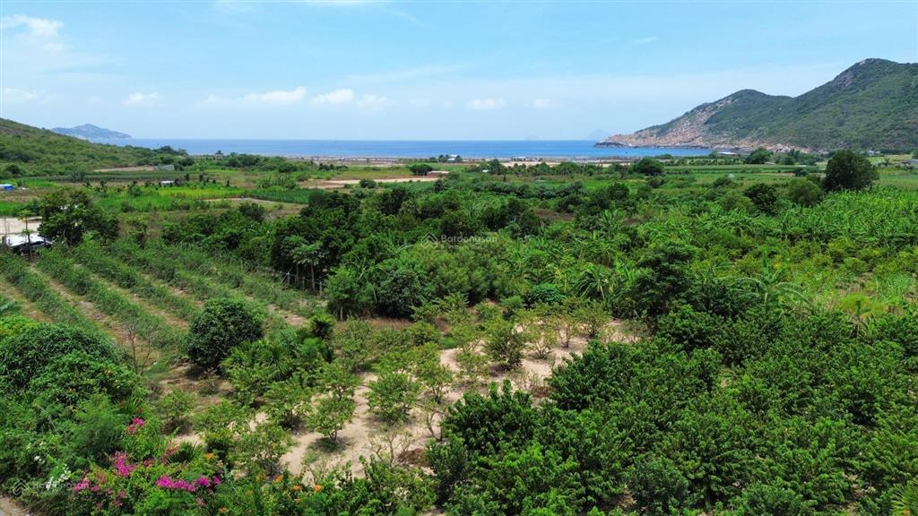 Hơn 2.6ha 100% view biển và khu dân cư siêu đẹp mặt tiền đường nhựa phường đông ninh hòa khánh hòa