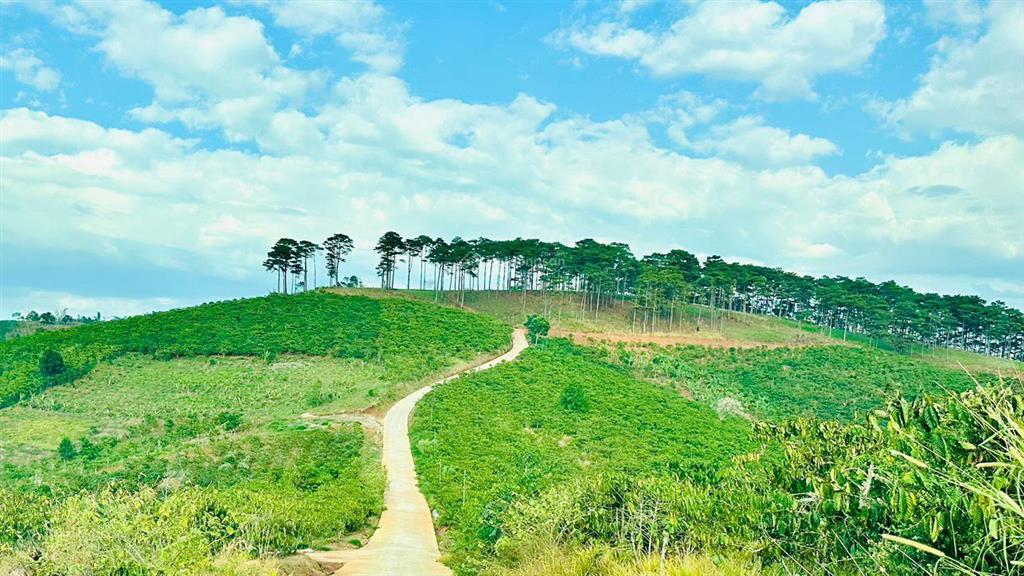 Lô đất thổ cư 331m2 giá rẻ nhất khu vực view đồi thông, đường bê tông, ngay nút xuống cao tốc