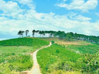 Lô đất thổ cư 331m2 giá rẻ nhất khu vực view đồi thông, đường bê tông, ngay nút xuống cao tốc