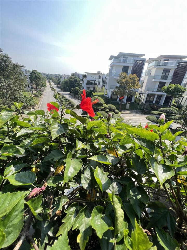 Sốc! bán gấp biệt thự kđt phú cát city vị trí đẹp giá đất chỉ nhỉnh 11 tỷ hàng hiếm  093234122