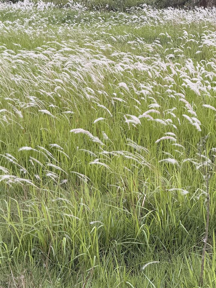 Căn 34m siêu hot siêu đẹp tại dự án vic việt trì,phú thọ nằm ngay quảng trường trung tâm giá tốt