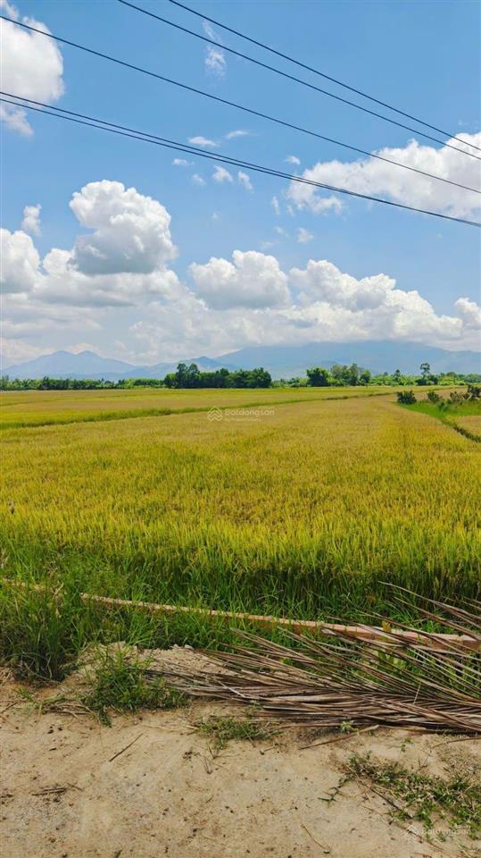 Cần bán hơn 2 sào lúa đường bờ chỉ 210 triệu, tại suối hiệp, diên khánh.  0333 039 *** (chính chủ)