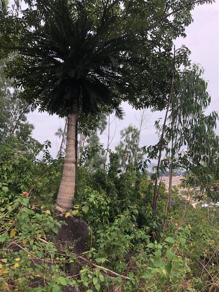 Bán đất đẹp tại xã cam lập, cam ranh, khánh hòa, 14000 m2
