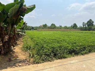 Siêu phẩm đất trồng cây hằng năm tứ bề là nhà dân, 550m2 ngang 17m gần sông 200m