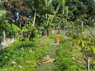 Bán đất 126m2 xã hòa nhơn, có sẵng khu vườn nho nhỏ xinh xinh.