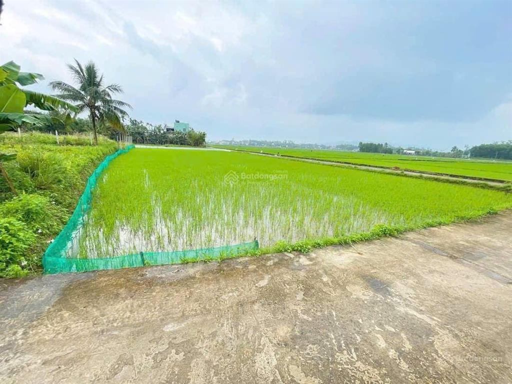 Đất xây nhà vườn view cánh đồng xã hòa tiến, 1200m2 có 120m2 đất ở 2 mặt kiệt